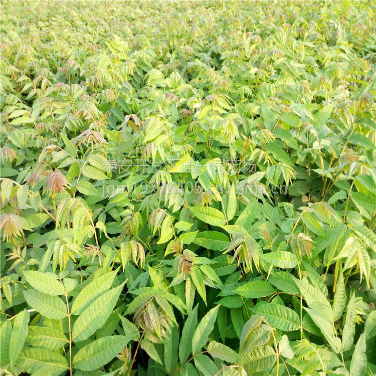 山东泰安基地出售香椿苗矮化品种大棚香椿树苗高产易成活快来吧