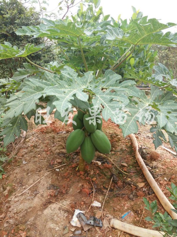 长期经销台湾红妃木瓜苗营养丰富果树苗百益果王