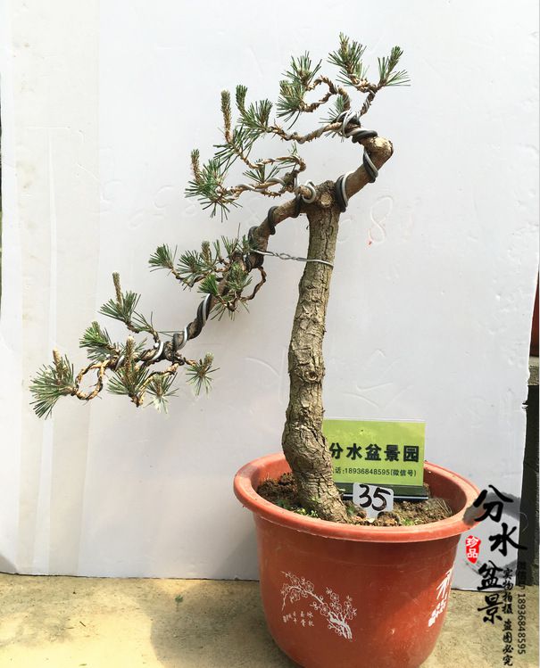 分水盆景 绿植盆栽黑松盆景松柏树桩盆栽造型盆景黑松 价格 厂家 中国供应商