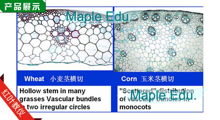 玉米茎的横切结构图图片