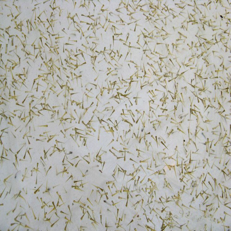 2017年日本锦鲤水花鱼苗批发预订