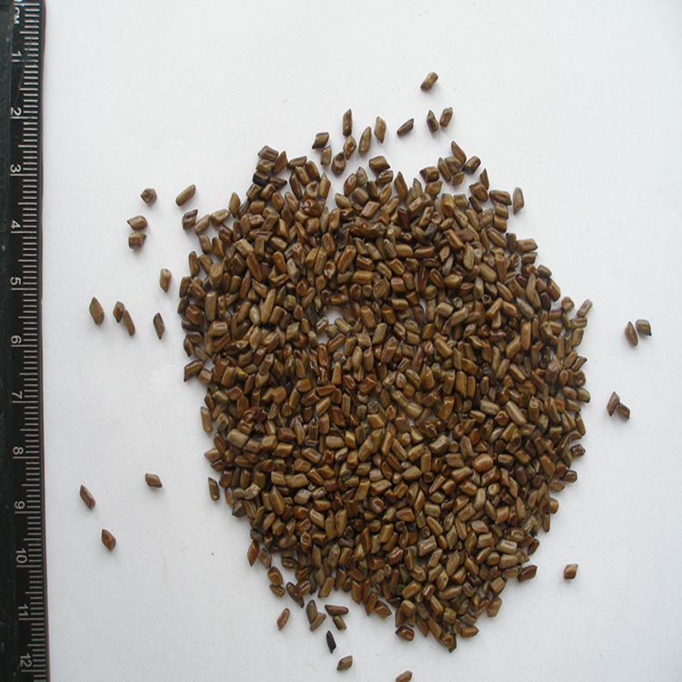 供应产地泡桐树种子兰考泡桐