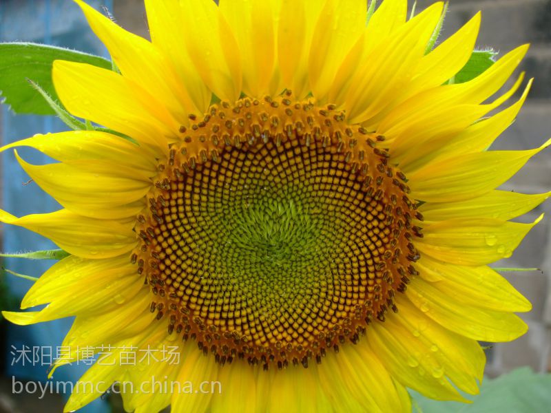 葵花种子向日葵种子观赏向日葵花种子 价格 厂家 中国供应商