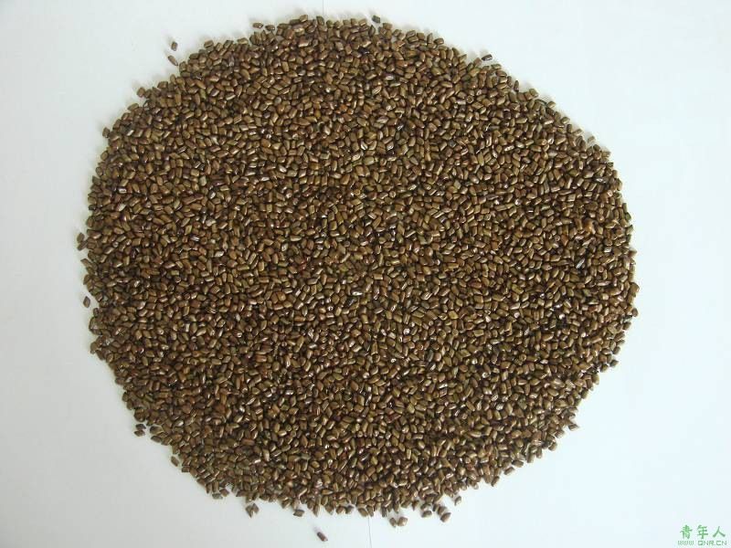 供应决明子种子决明子种植方法绿化苗木种子批发