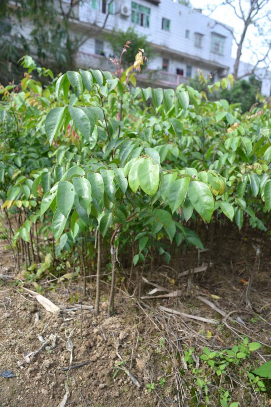 东莞四季开花结果红杨桃种植苗杨桃壮苗植树苗云南四川杨桃苗