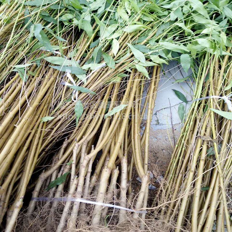 1公分映霜红桃树苗批发鑫豪园艺场出售各种规格的桃树成苗原生苗