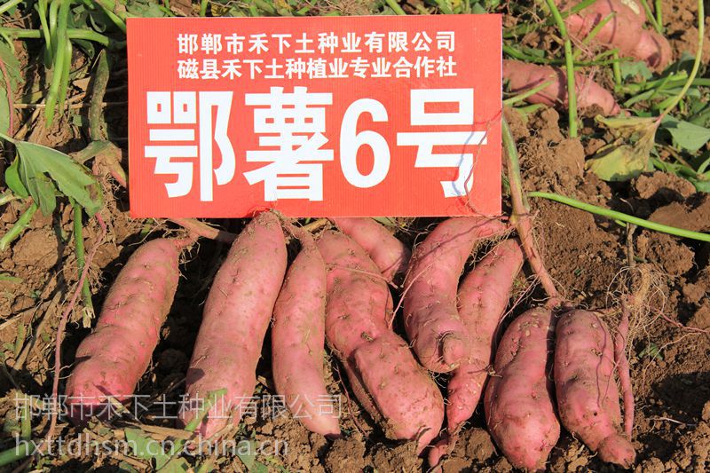 禾下土高淀粉型红薯苗商薯19徐薯22鄂薯6号供应脱毒甘薯苗