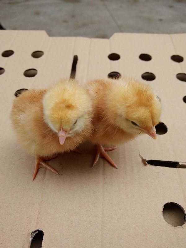 鸡供应罗曼褐蛋鸡鸡苗就来昆明海舟禽业158鸡苗网