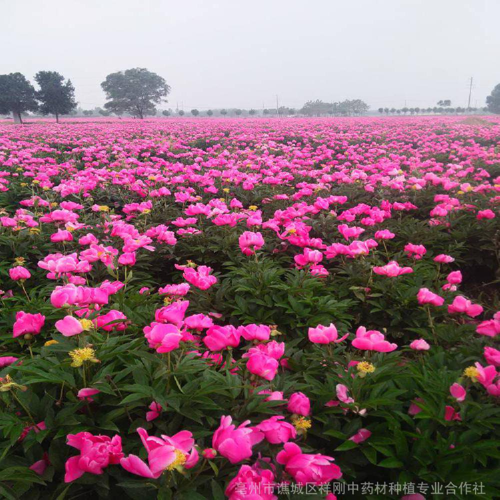 白芍种植技术与亩产量(白芍亩产量多少公斤鲜品?)