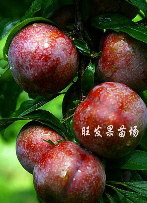 大量批發遲熟三華李苗大南華李苗