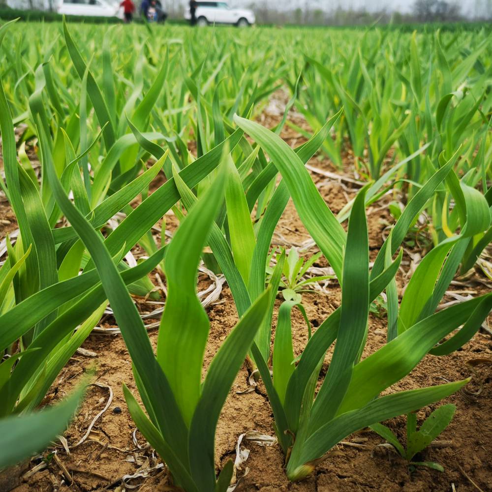 安徽射干苗价格射干种苗基地射干苗一亩地60公斤