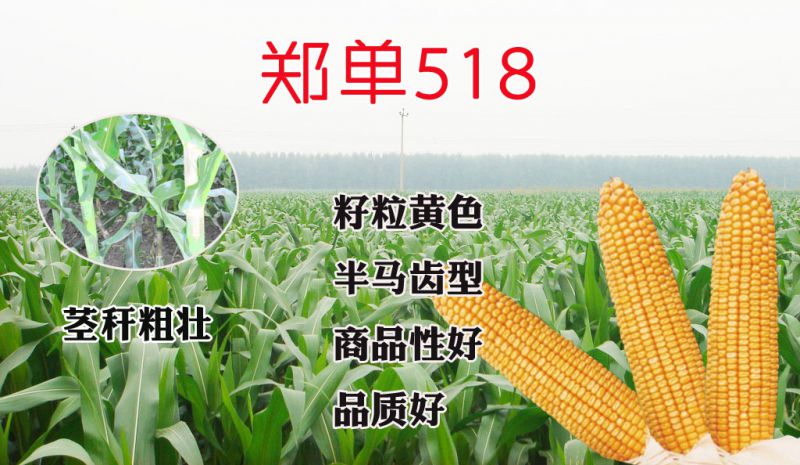 商都518玉米种简介图片