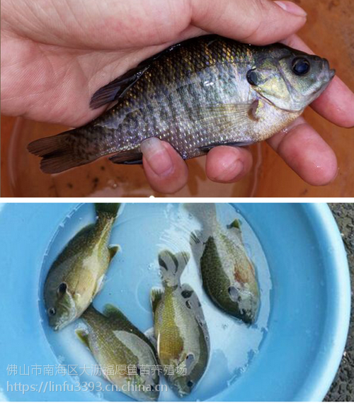 太阳鱼鱼苗太阳鱼水花苗太阳鱼繁殖场