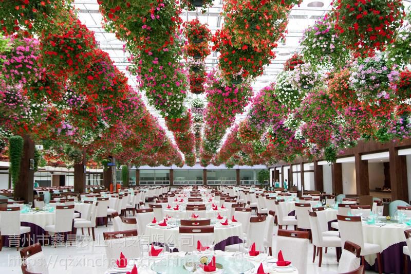 河北农业生态园玻璃大棚温室12米一跨8米大开间1万平方型建造企业