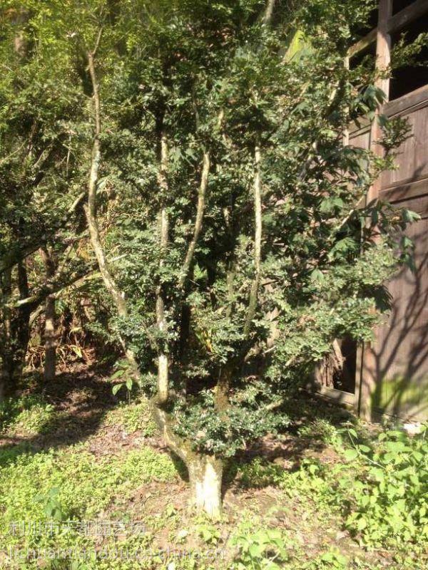 湖北天都园艺高山小叶黄杨树地径515公分全冠桩头盆景