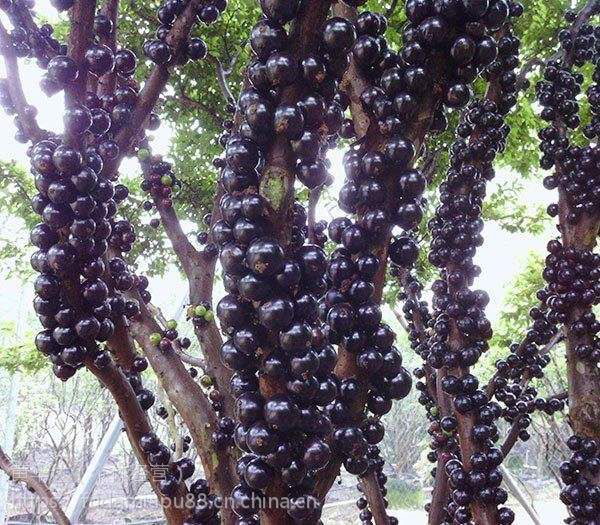 綠化種苗,樹苗,袋苗,造林苗:如香花楠,半楓荷,火力楠,黃花楓鈴,藍花楓