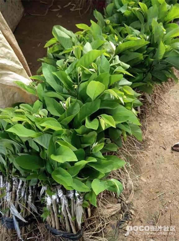 建瓯佛陀果番荔枝苗释迦果苗林檎农户