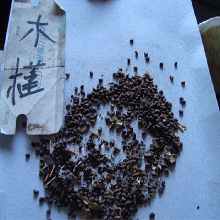 供应苗木木槿小苗木槿种子木槿种子价格绿化苗木批发