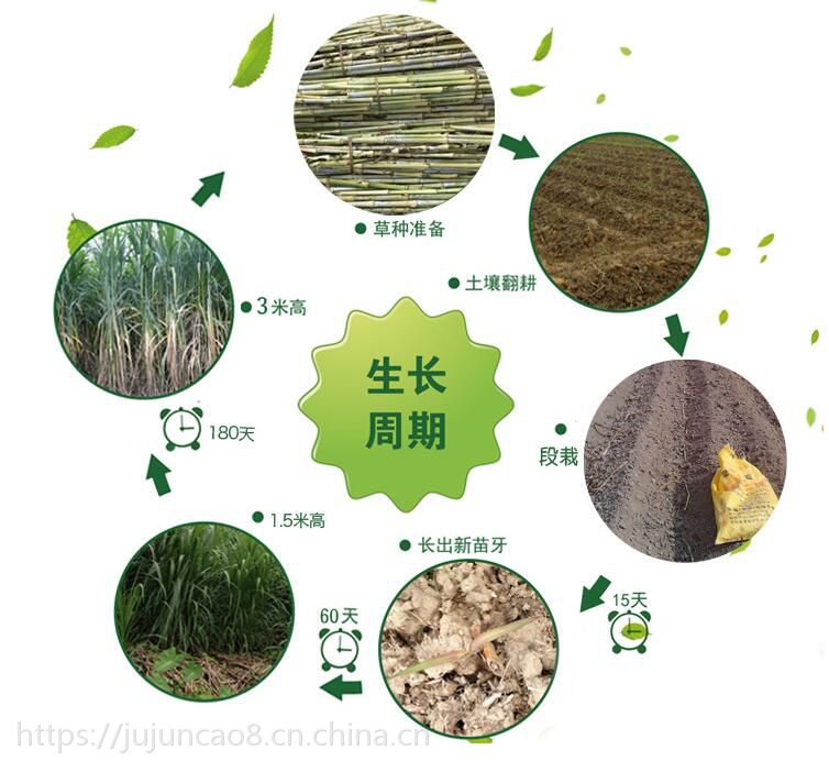 巨菌草种植巨菌草种苗巨菌草饲料牧草种子牧草饲料