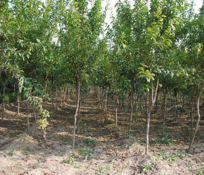 大青皮石榴树苗