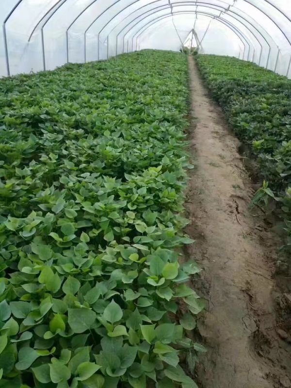 供应红薯种子西农431高产红薯种子销售厂家