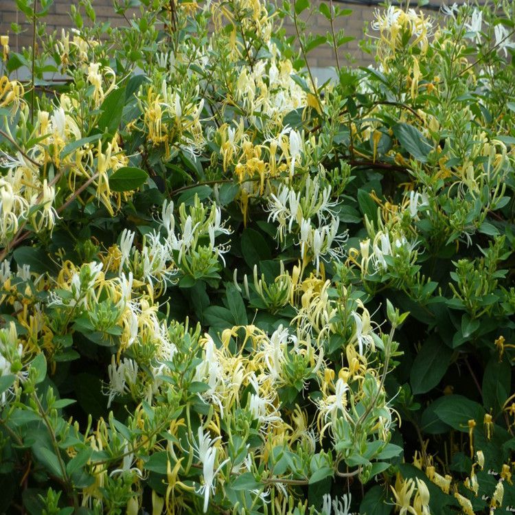 供应新品种进口草坪种子日本结缕草种子耐践踏生长低矮弹性好