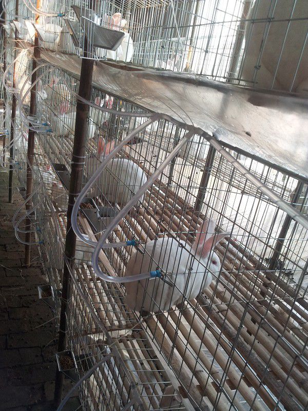 钢丝镀锌兔子笼子带塑料底板兔笼价格