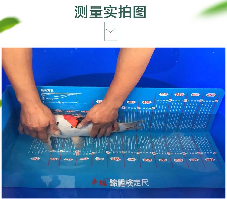 锦鲤量鱼尺丨锦鲤鱼尺丨测量鱼尺丨赤坂锦鲤度量尺丨锦鲤度量
