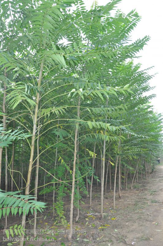 保定臭椿保定臭椿苗木保定臭椿树苗臭椿价格