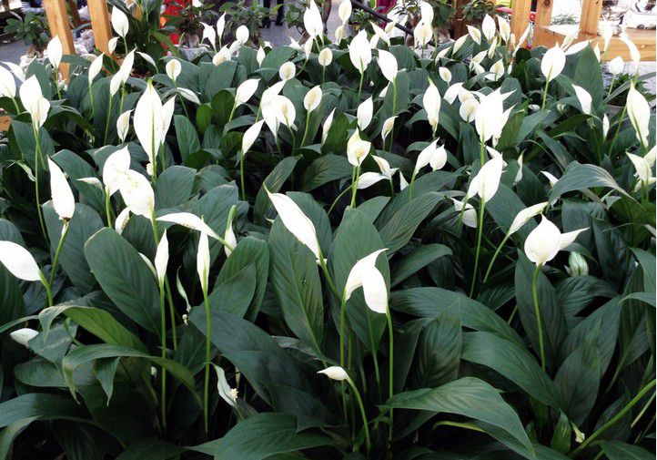 白鹤芋白掌苞叶芋一帆风顺盆景批发