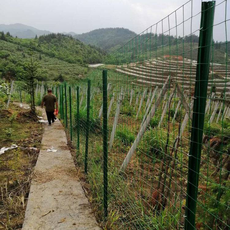 廠家供應散養雞鐵絲網果園鐵絲網廠菜園圍欄分銷商圈山圍地鐵絲網圖片