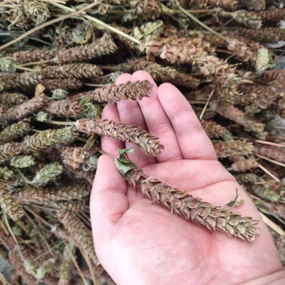 0产品特性夏枯草籽种类种子公司地址安徽 亳州 谯城区 十八里集东92号