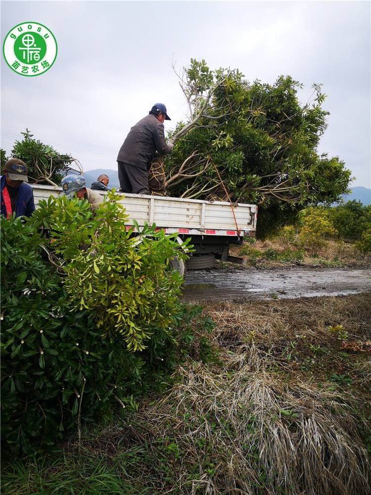 黑晶杨梅苗几年挂果 黑晶杨梅苗品种介绍,特点,图片