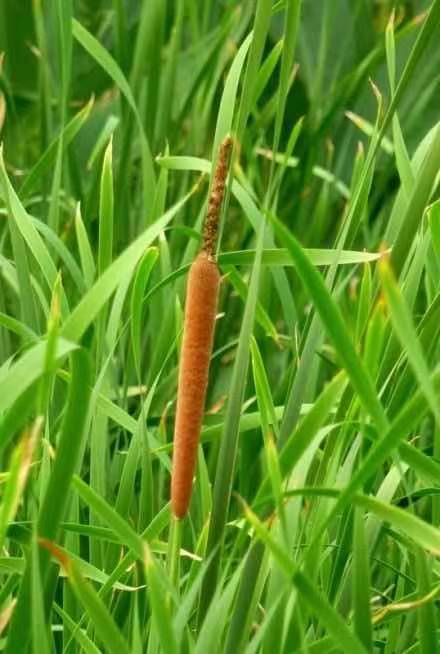 挺水植物香蒲苗水烛蒲草菖蒲蒲黄棒池塘湿地公园水生植物绿化