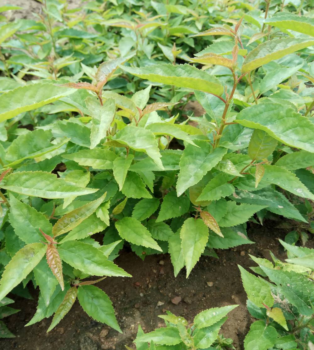 樱桃苗起苗季节不烧膛美早樱桃苗价格销售厂家