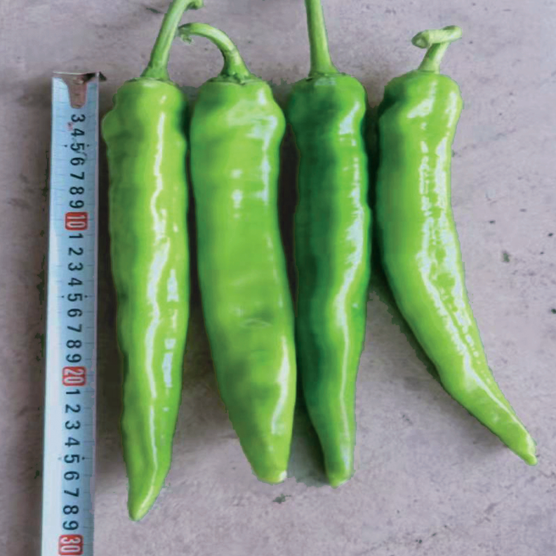 盛一奇长剑1号大牛角椒种子适合北方地区春秋保护地栽培