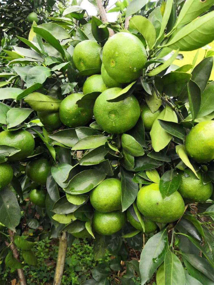 高糖宽皮特早熟柑橘由良苗千思农林基地苗木健壮