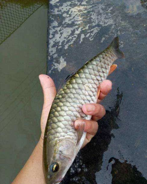 水产养殖场供应军鱼苗又名中华倒刺鲃全国可发货包邮包活
