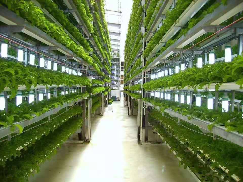 青州鑫泽温室无土栽培立体种植菠萝式种植架无土栽培玻璃温室种植