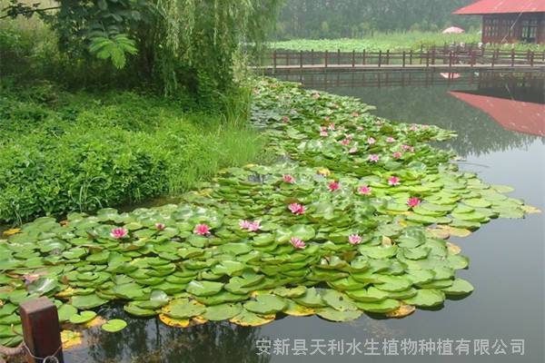 睡蓮種苗適合河道睡蓮種植睡蓮基地銷售價格低