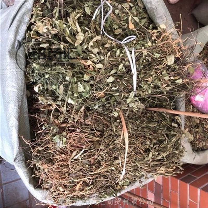 七寸金草药图片用途图片