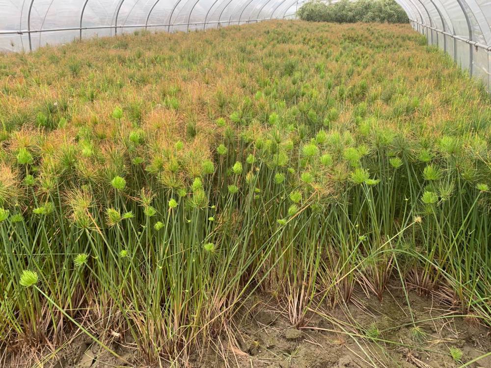 佳颖园艺纸莎草种植基地纸莎草价格