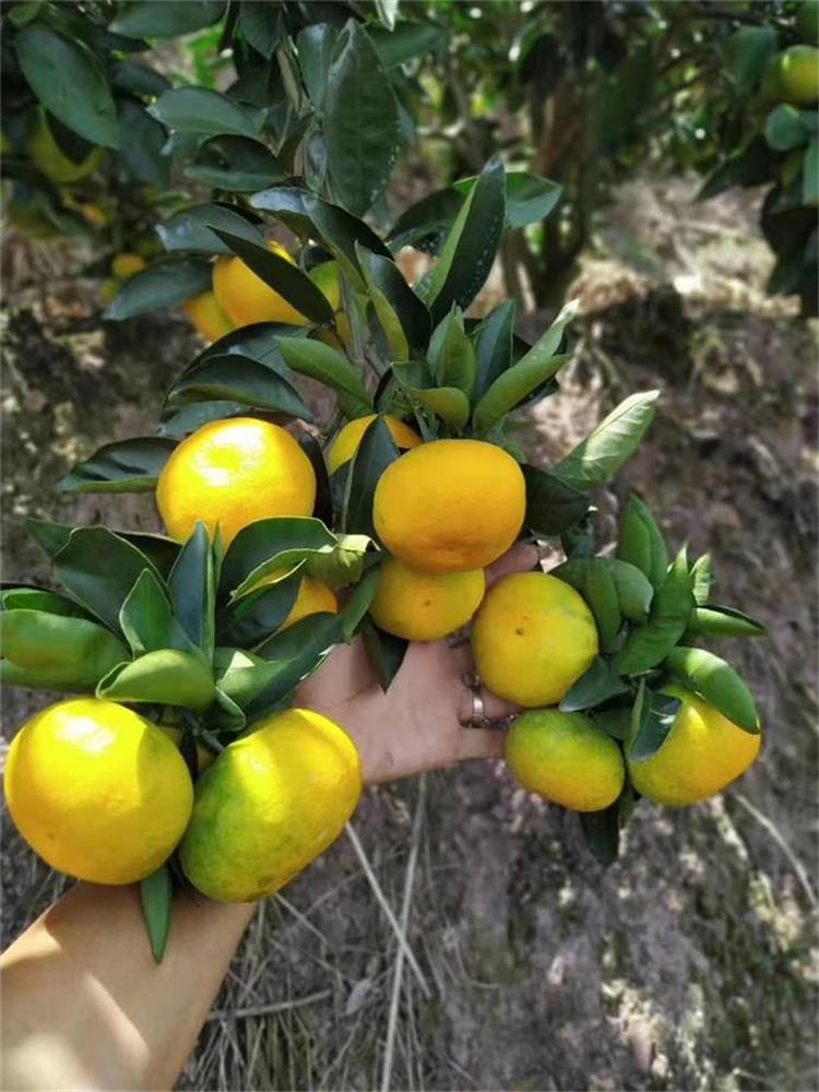 千思农林早熟由良柑橘树苗基地13年生由良果苗