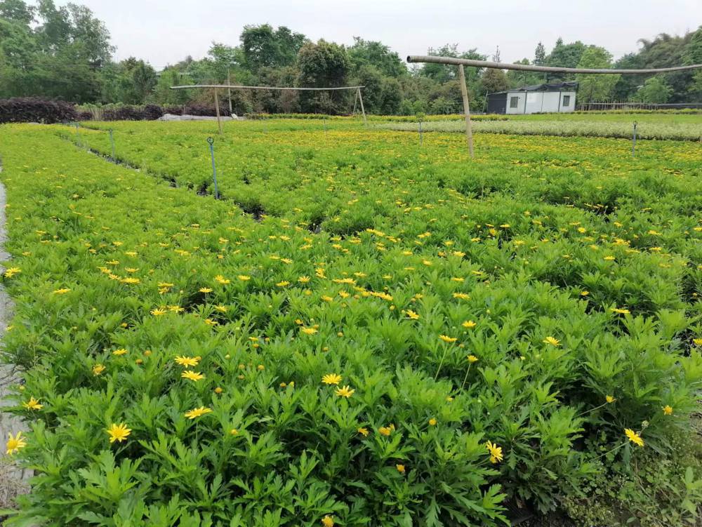 海量木春菊的批发基地在哪里