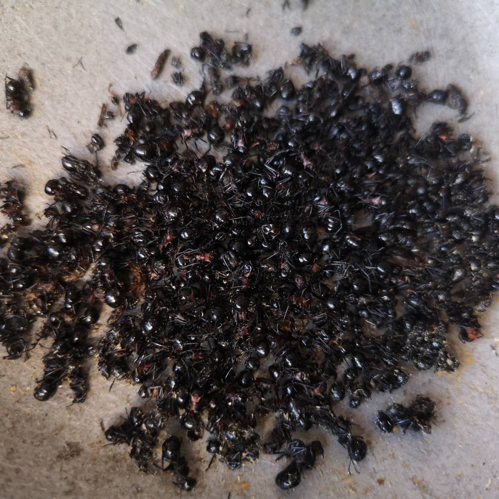 蚂蚁泡酒喝的好处蚂蚁哪里购买蚂蚁多少钱一公斤