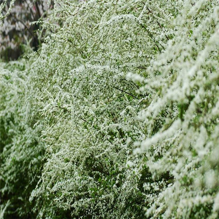 喷雪花喷雪花苗 喷雪花价格-搜了网