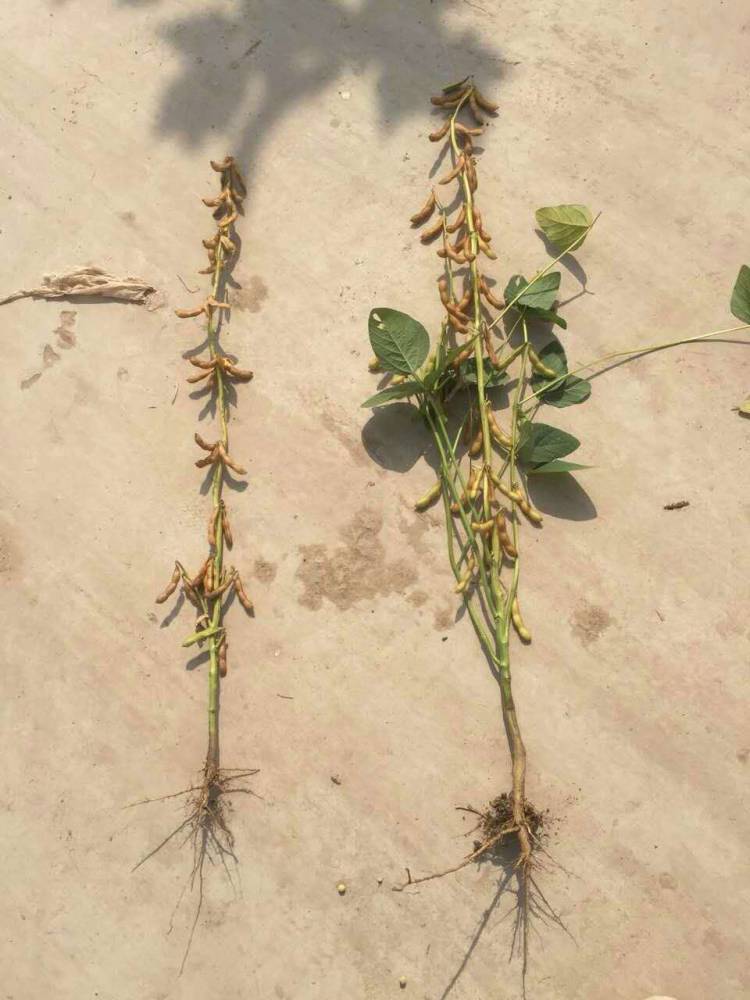 大豆保花保荚营养增产叶面肥昆仑风杀菌调节套餐增加分歧增产增收