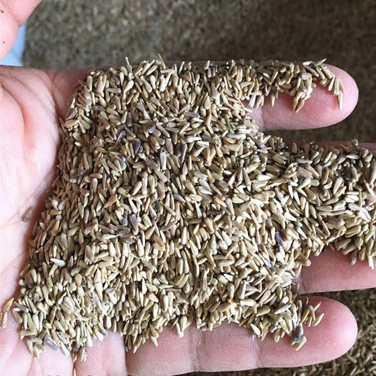 翠菊种子价格翠菊种子播种方法四季可播园艺观赏植物