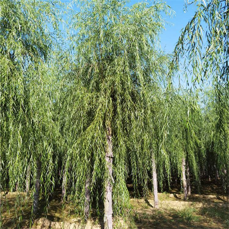 垂柳-景观工程-详细解读展开树龄8年是否古树否高度年生长量100cm胸径