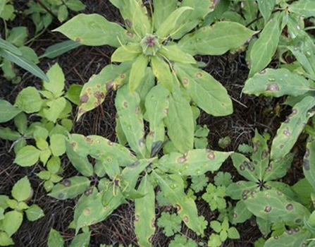 重楼茎基腐病用什么药好厂家青枯立克指导用药